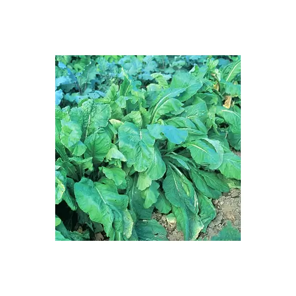 Mustard-Spinach, Tendergreen - 1/2oz