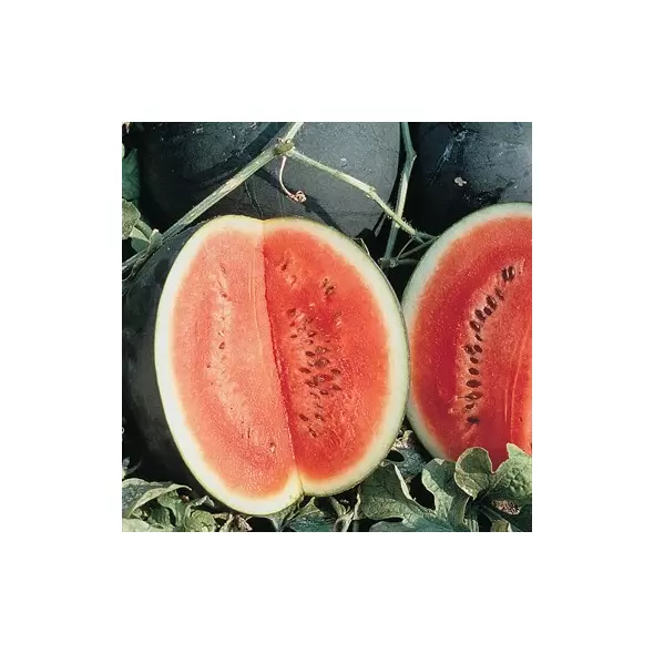 Watermelon, Sugar Baby - 1/2oz