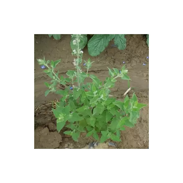 CATNIP 1/2 OZ. EACH