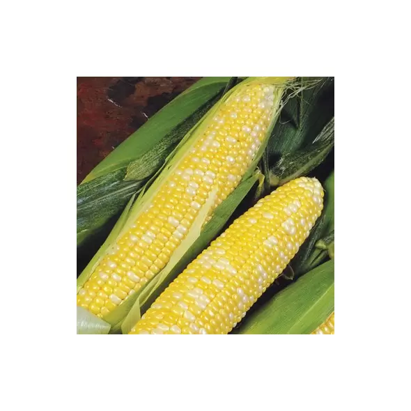 Corn, Delectable 25