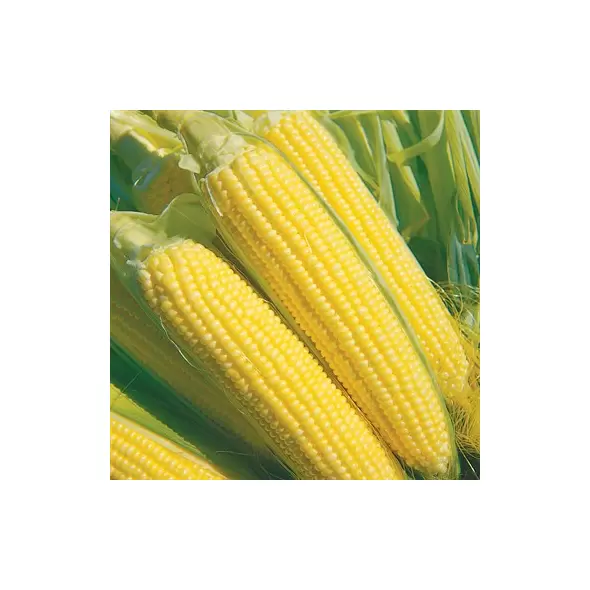 Corn, Extra Sweet 82 - 1lb