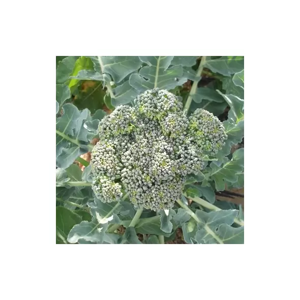 Broccoli, Calabrese - 1/2oz