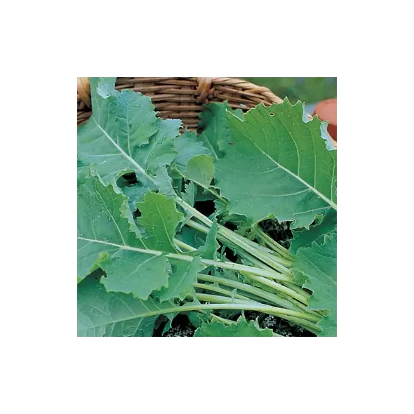 Kale, Tall Spring - 1/2oz