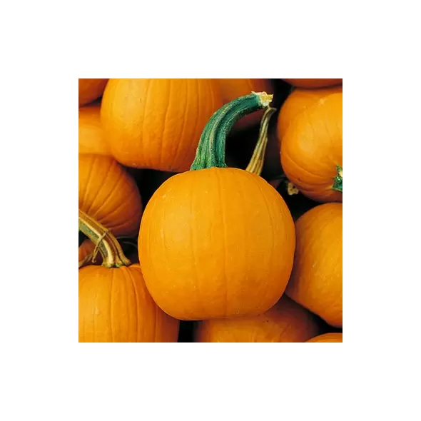 Pumpkin, Baby Pam - 1/2lb