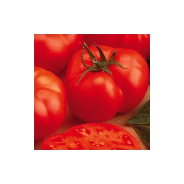 Tomato, Beefmaster Untreated - 5,000 Sd Ct