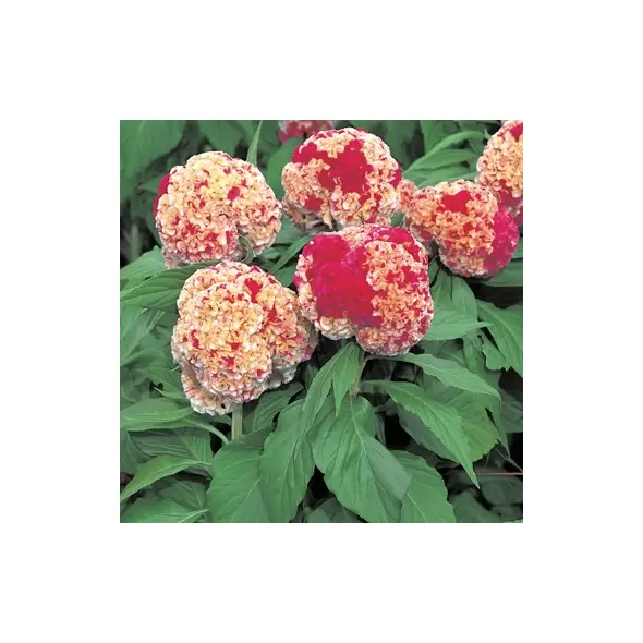 CELOSIA, KURUME CORONA 500/PKT