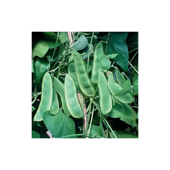 Limas, Woods Prolific - 1/2lb