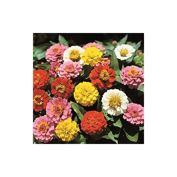 Zinnia, Lilliput Mix - 1/2 lb