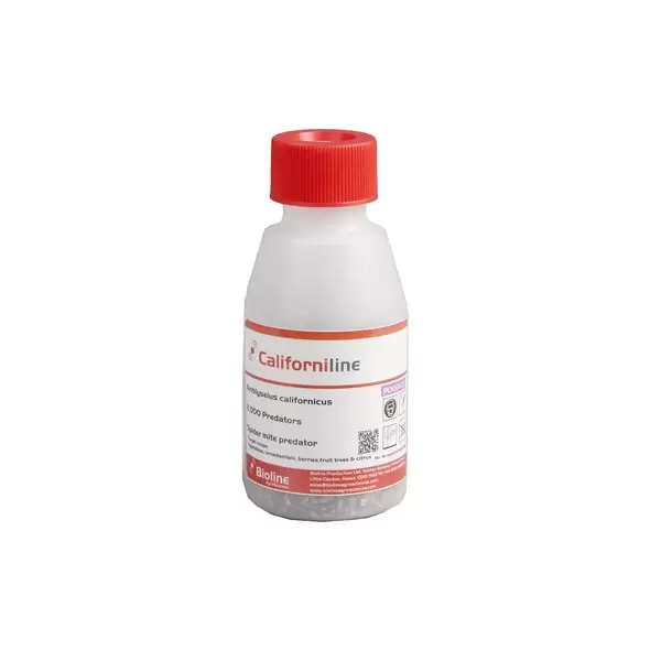Amblyseius californicus 2,000 mites per bottle ( Spider Mite )