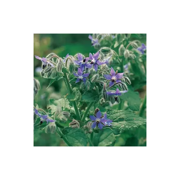 BORAGE 1