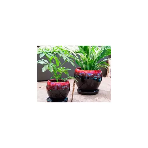 Verandah Gerberba Size B Rbk