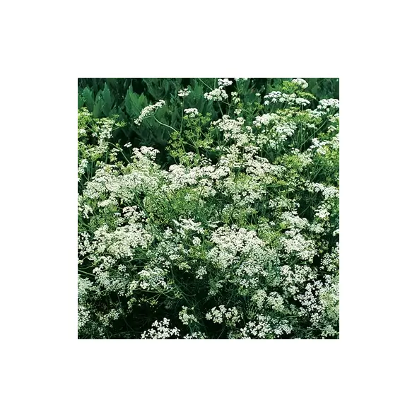 CARAWAY 1