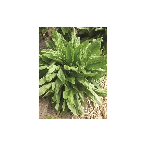 SORREL 1