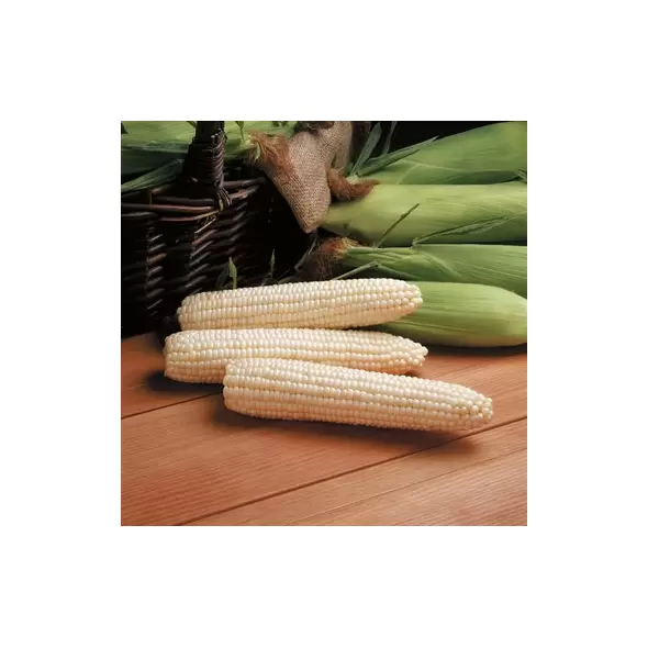 CORN, AVALON 100M EACH