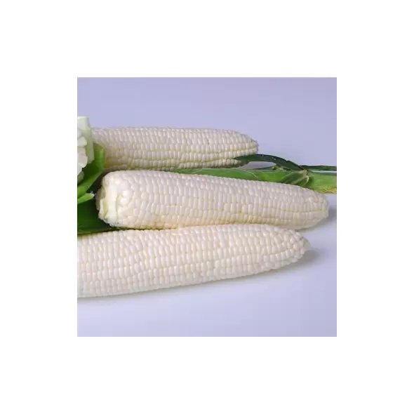 CORN, ARGENT 1