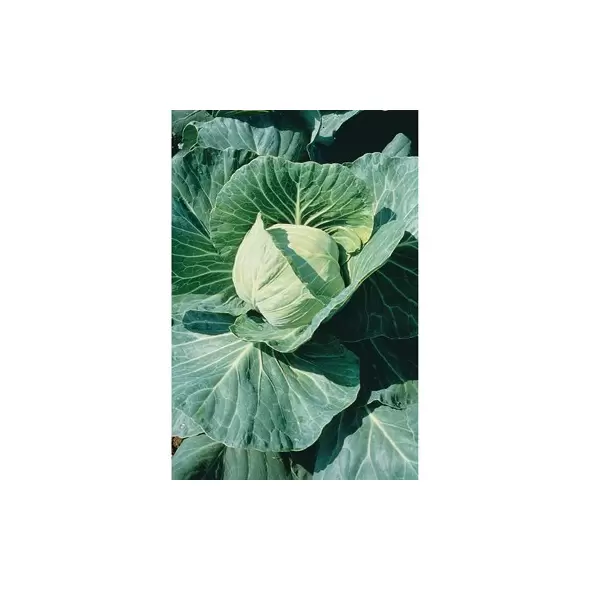CABBAGE,LATE FLAT DUTCH 1 LB. EACH