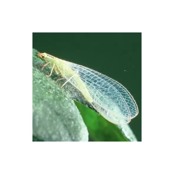 Chrysoperla, 1000 larvae per bag ( Aphids )