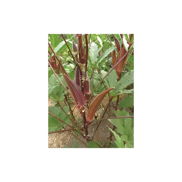 Okra, Burgundy - 1/2oz