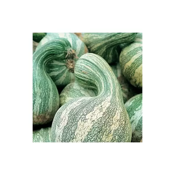 Pumpkin, Green Striped Cushaw - 1/2oz