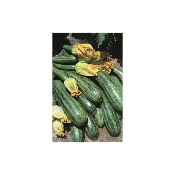 SQUASH, COCOZELLE 1/2 OZ EACH