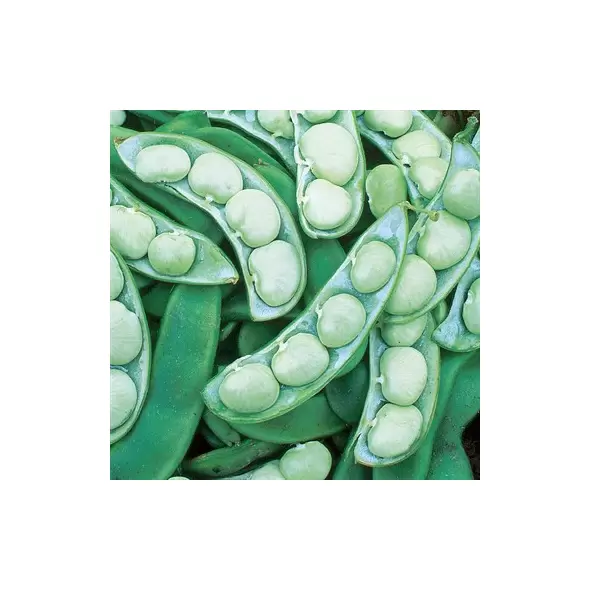 Limas, Willow Leaf Pole - 50lb