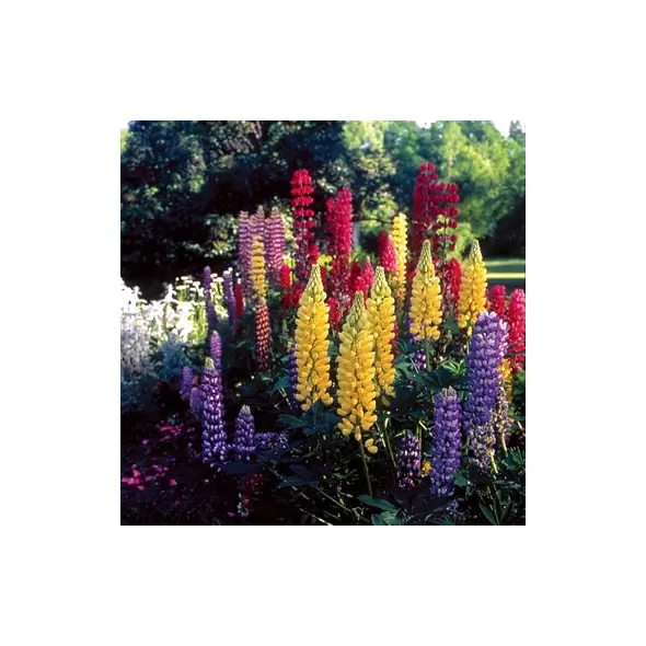 LUPINE, RUSSELLS MIX - 1/4 OZ EACH