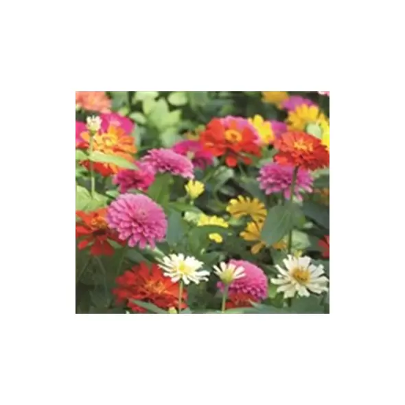 Zinnia, Cactus Flower Mix - 1/2 lb