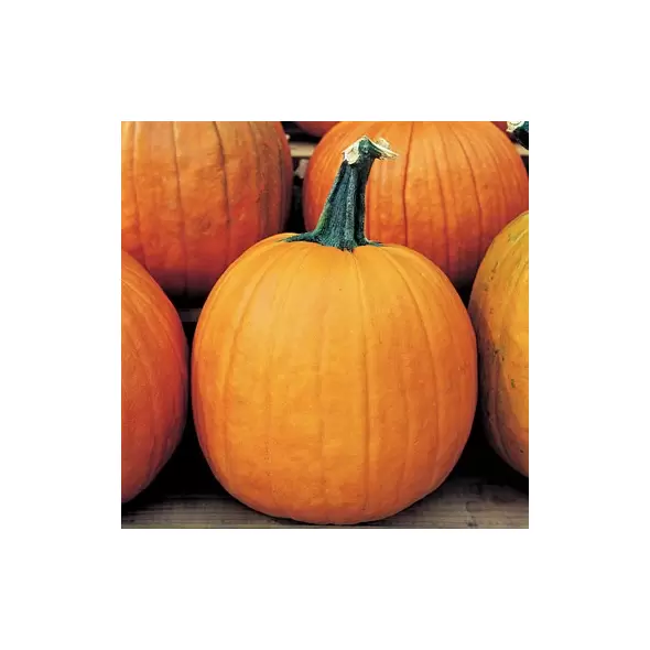 Pumpkin, Howden - 10,000 Seed Count