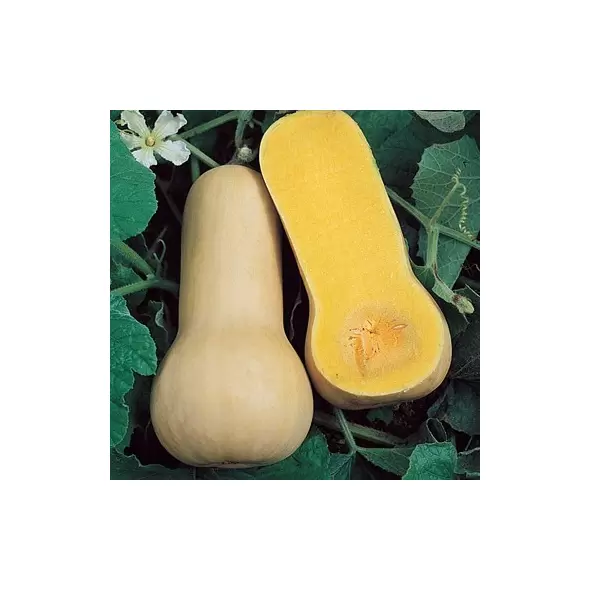 Squash, Butternut Waltham - 5,000 Seed Count