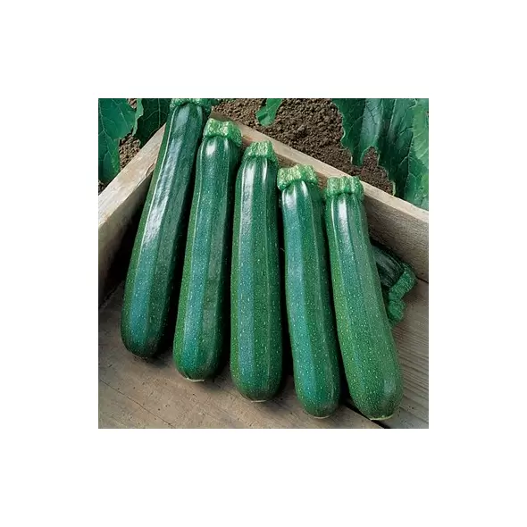 Squash, Commander Hybrid 1,000 Seed