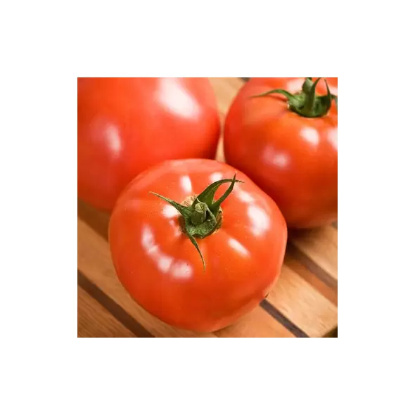 Tomato, Celebrity Hybrid Treated - 10,000 Seed Count
