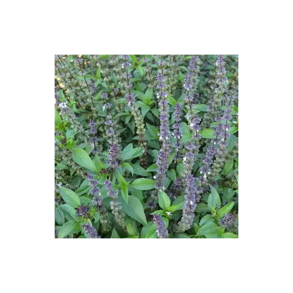 Basil, Licorice 1/4 oz