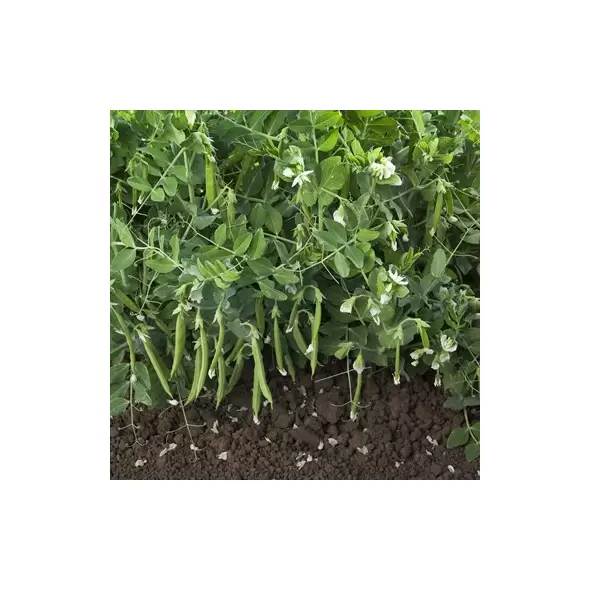 Peas, Snak Hero - 25lb Bag