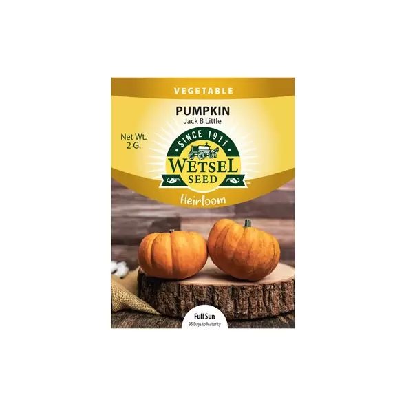 HEIRLOOM, PUMPKIN JACK B LITTLE