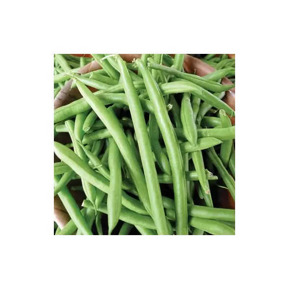 Beans, Tendergreen Bush Stringless - 1/2lb