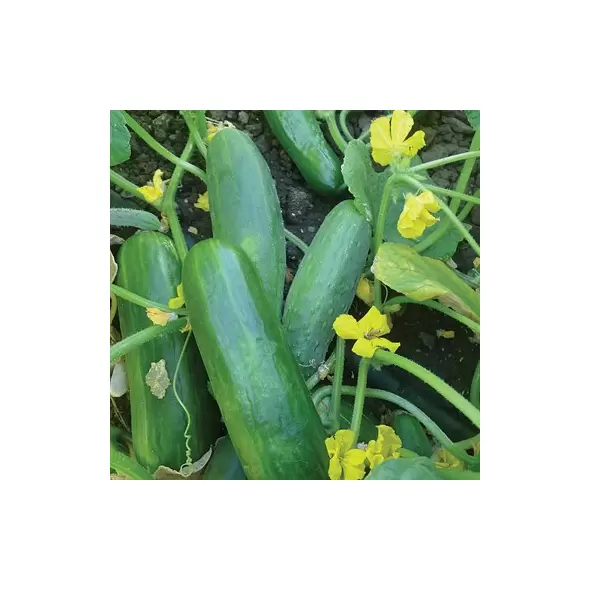 CUCUMBER, DASHER II - 1/2 OZ EACH