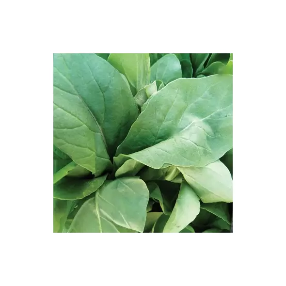 Mustard, Florida Broadleaf - 1lb