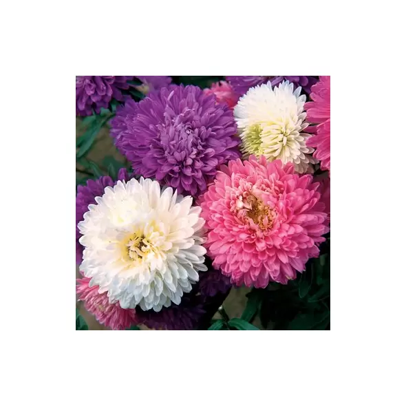 ASTER, CREGO MIXED - 1/4 OZ EACH