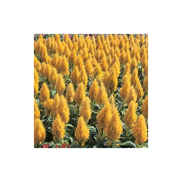 CELOSIA, YELLOW CASTLE 1000/PKT