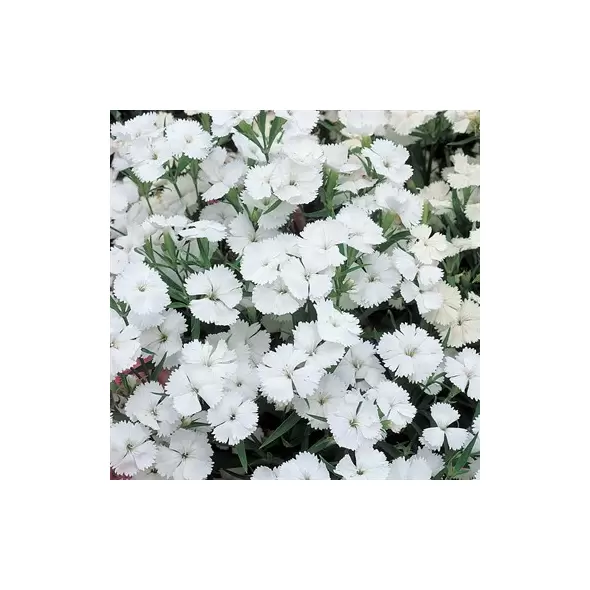 DIANTHUS TELSTAR WHITE 100/PKT