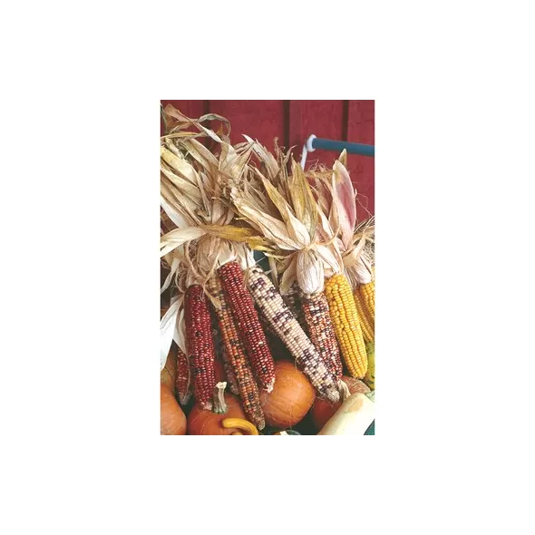 Corn, Ornamental 1lb