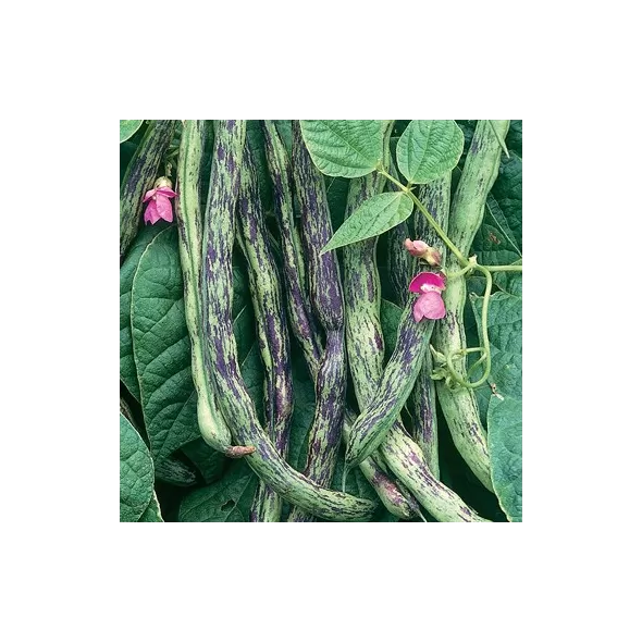 Beans, Rattlesnake Pole 1lb