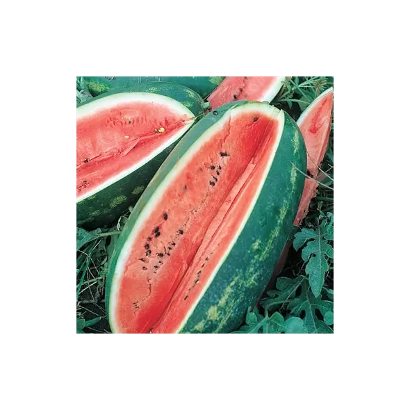 Watermelon, Florida Giant 1/2oz