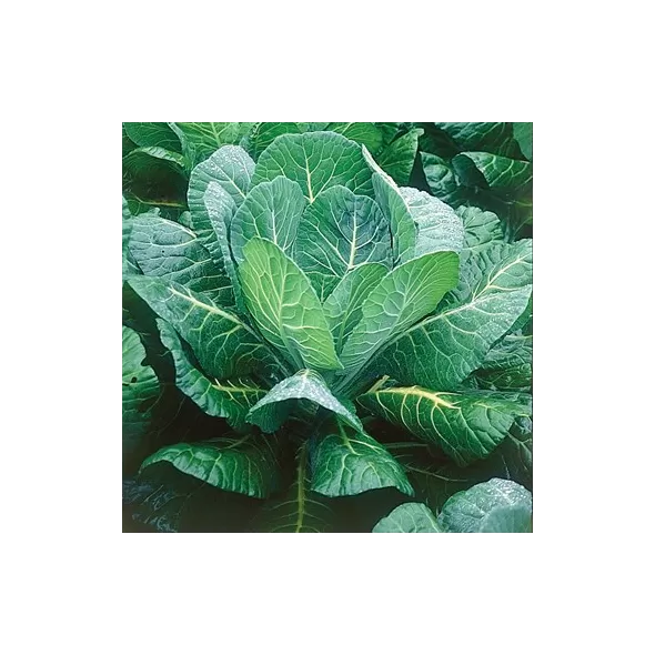 Collards, Morris Heading 10,000 Seed Count