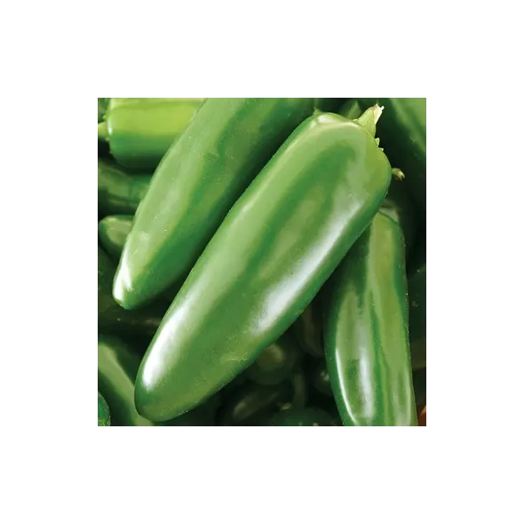 Peppers, Jalapeno M 1/2lb