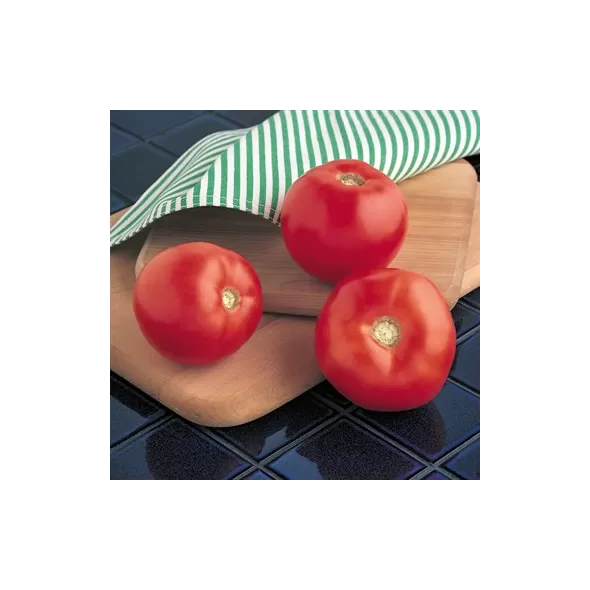 Tomato, Mountain Spring Hybrid 5000 Seed Count