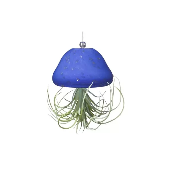 APM Air Plant Jellyfish Royal Blue/Gold