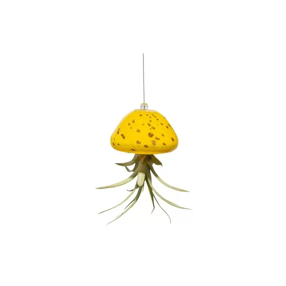 APM Air Plant Jellyfish Yellow/Gold