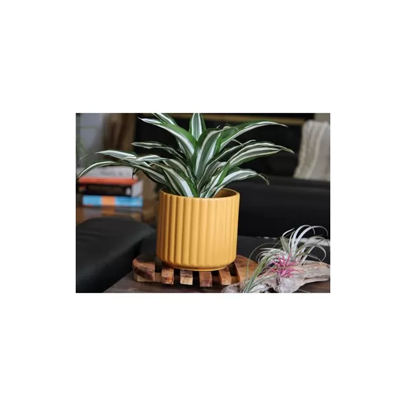 Palm Spring 8" Brush Comb Planter Mst