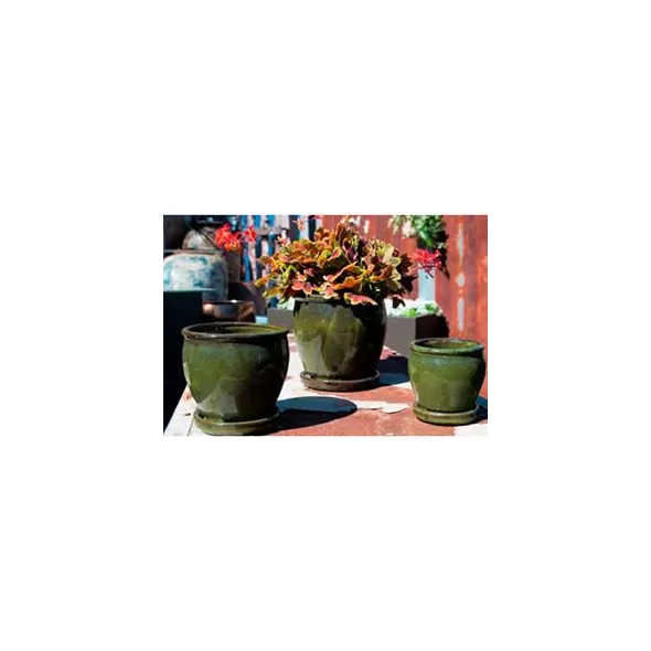 Verandah Butter Cup Size A Tgn